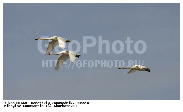 �������� ������, ��������, ��������, ��������, �����������, �����������������, ������������� �����, ������������� �����, XYZ, ������, Anatidae, ����� ������, ��������� ������, Cygnus bewickii